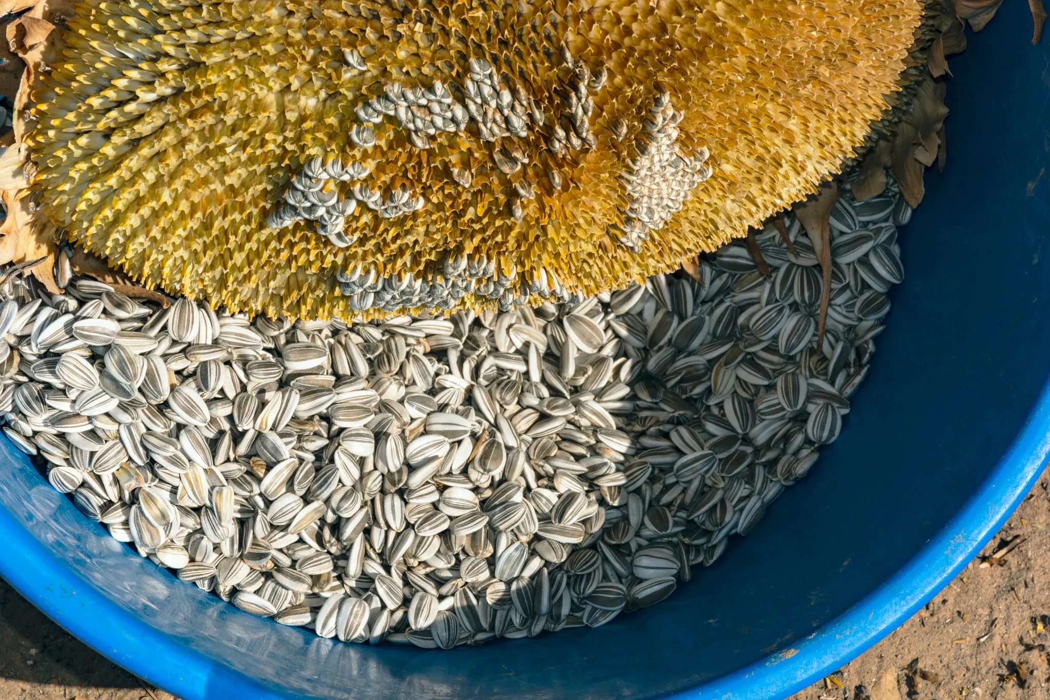 a tub full of harvested giant sunflower seeds with the empty seedhead