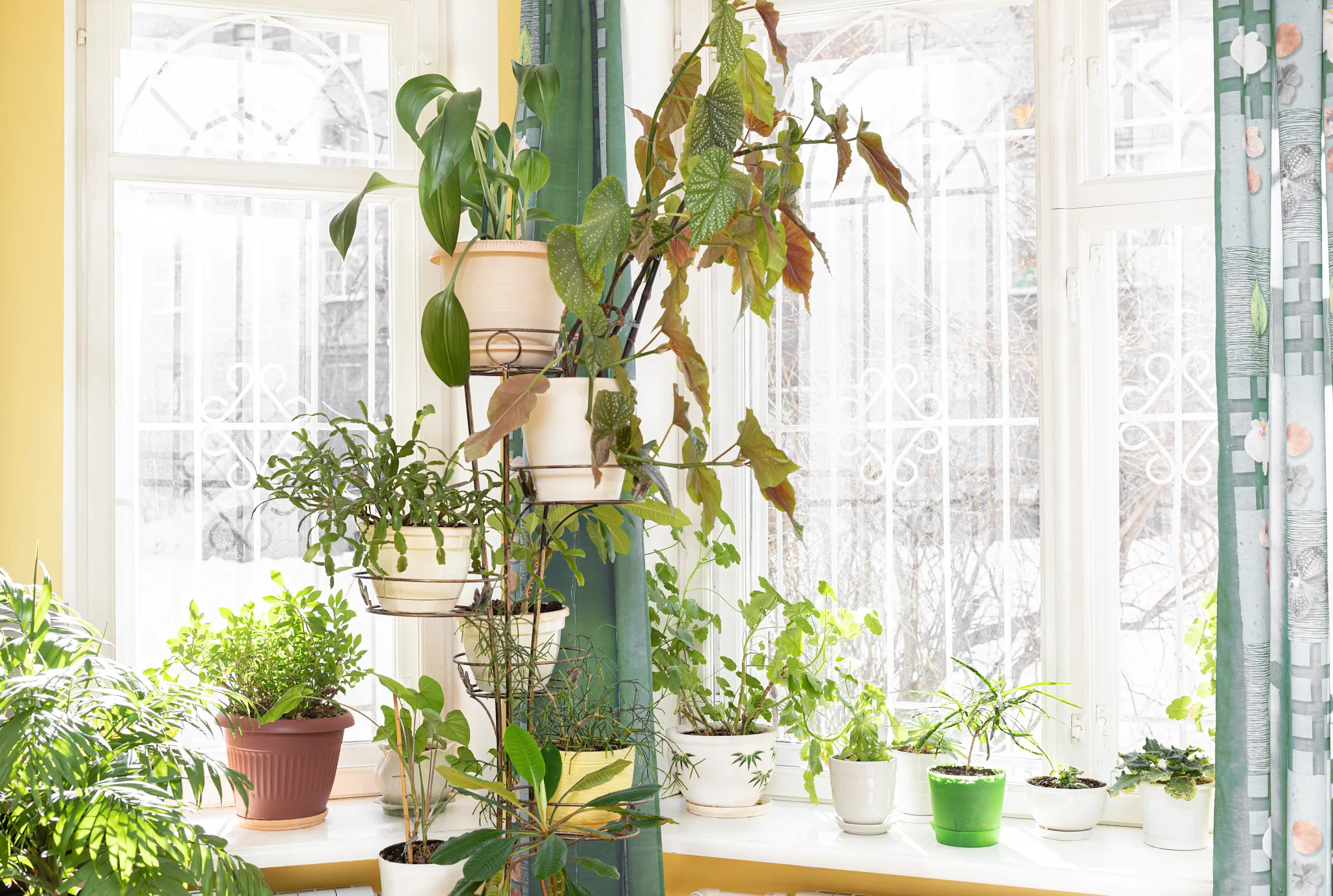 All Indoor Plants