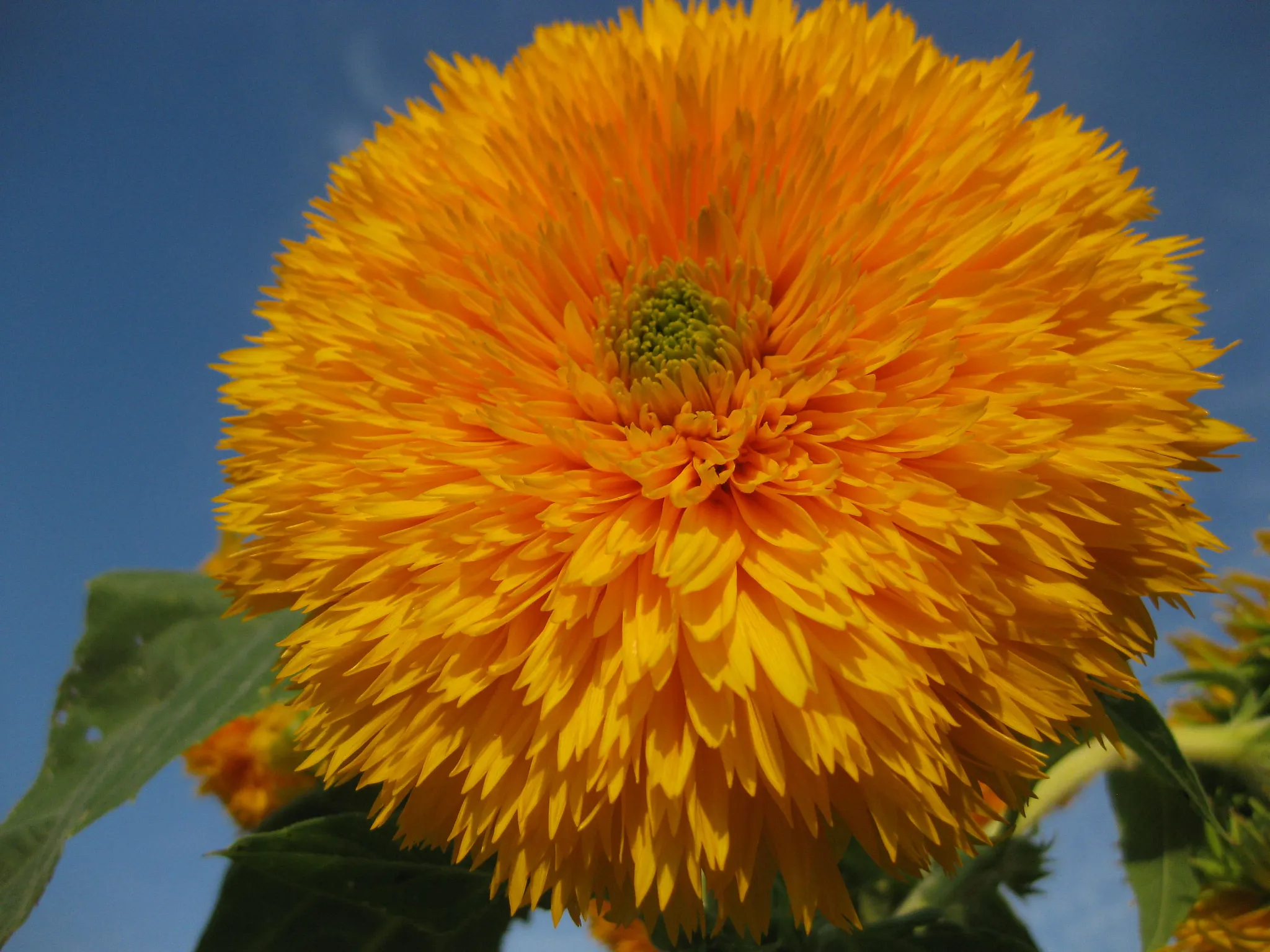 Teddy Bear sunflower close-up