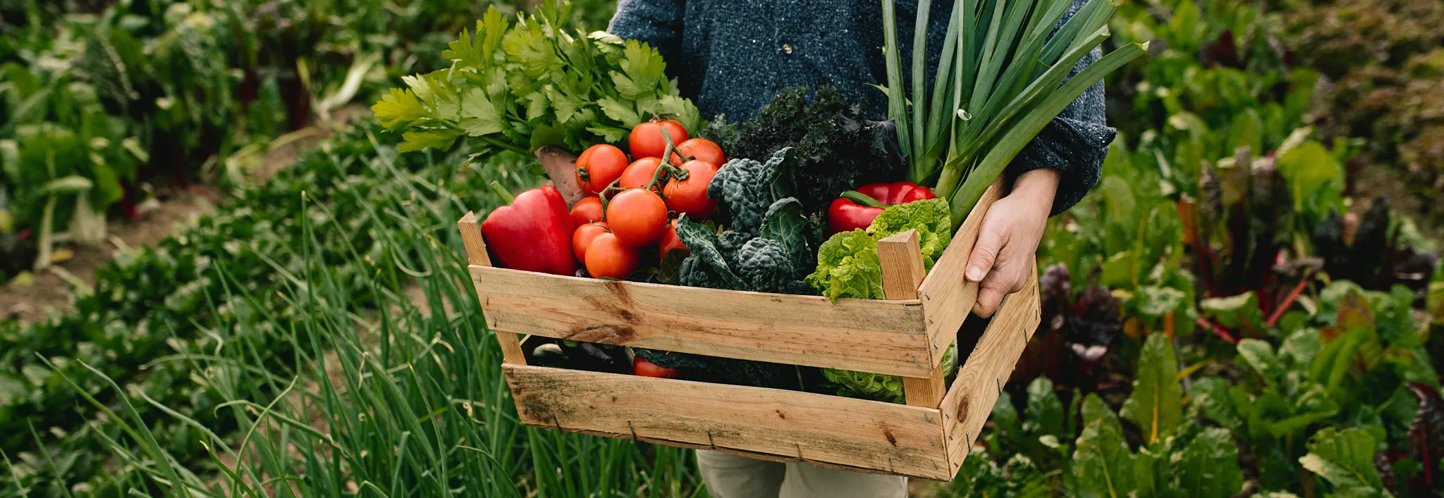 planting tomatoes