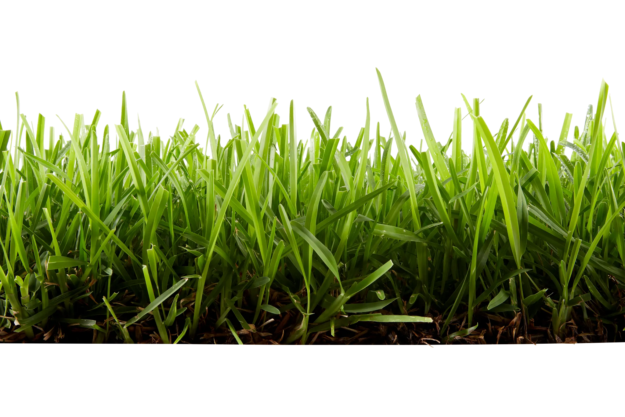 A side cut-away view of a St. Augustinegrass lawn