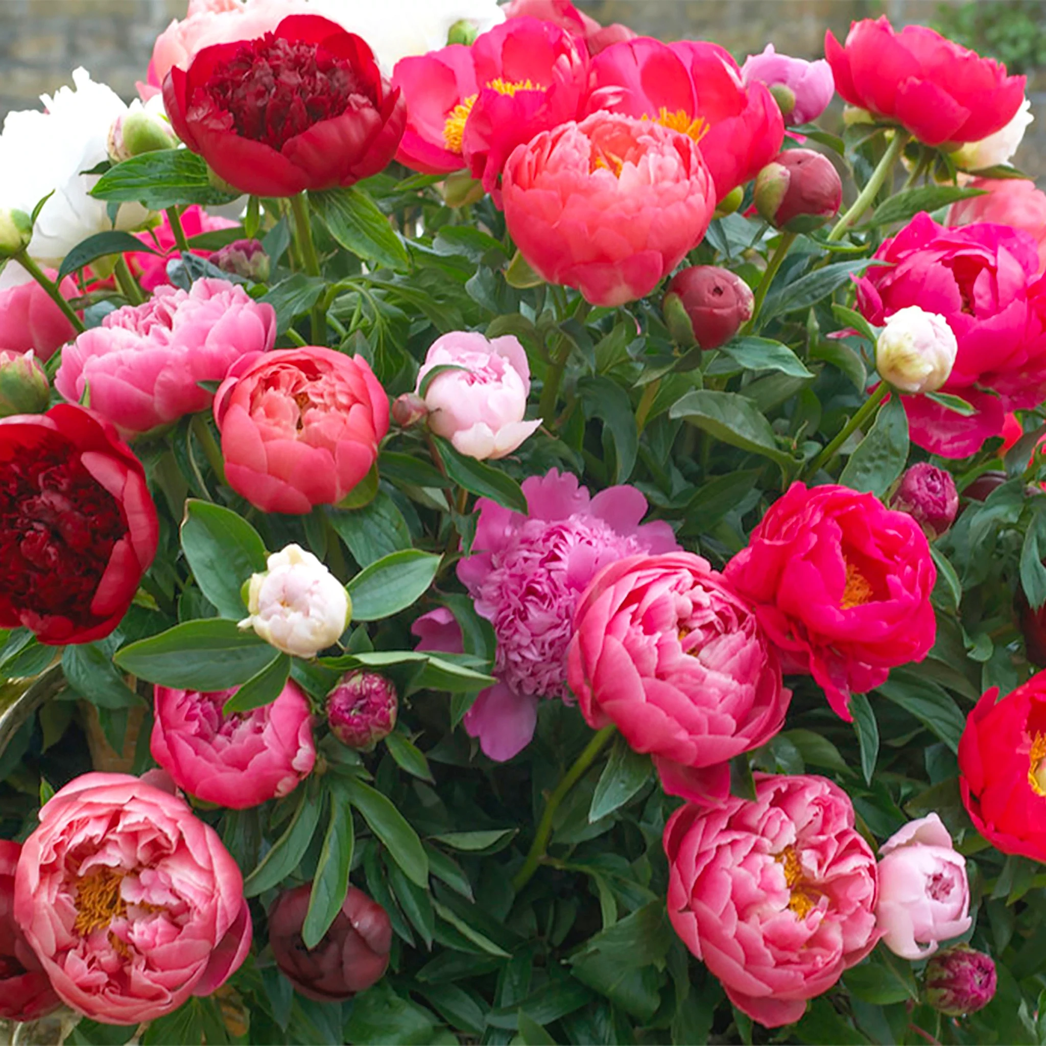 peony beauty shot
