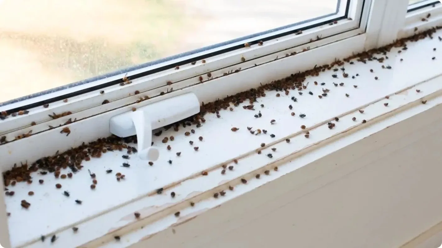 Large swarm of stink bugs gathered on a white window sill inside a home.