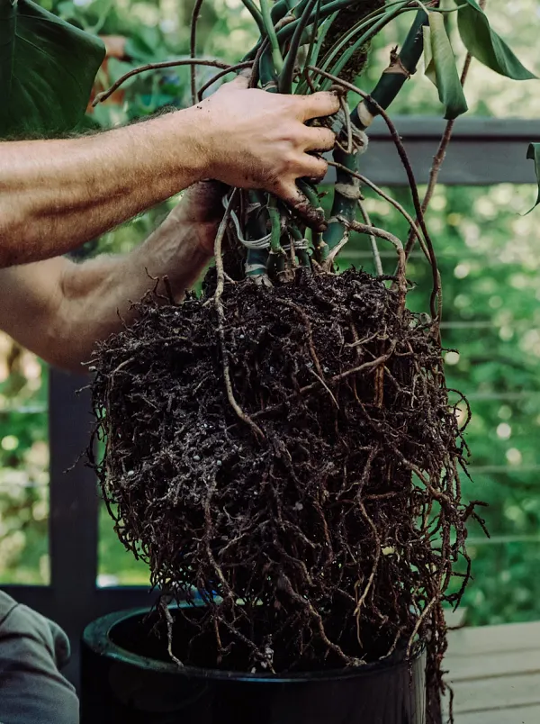 Making Sense of Microbes: The Invisible Workforce Beneath Every Plant