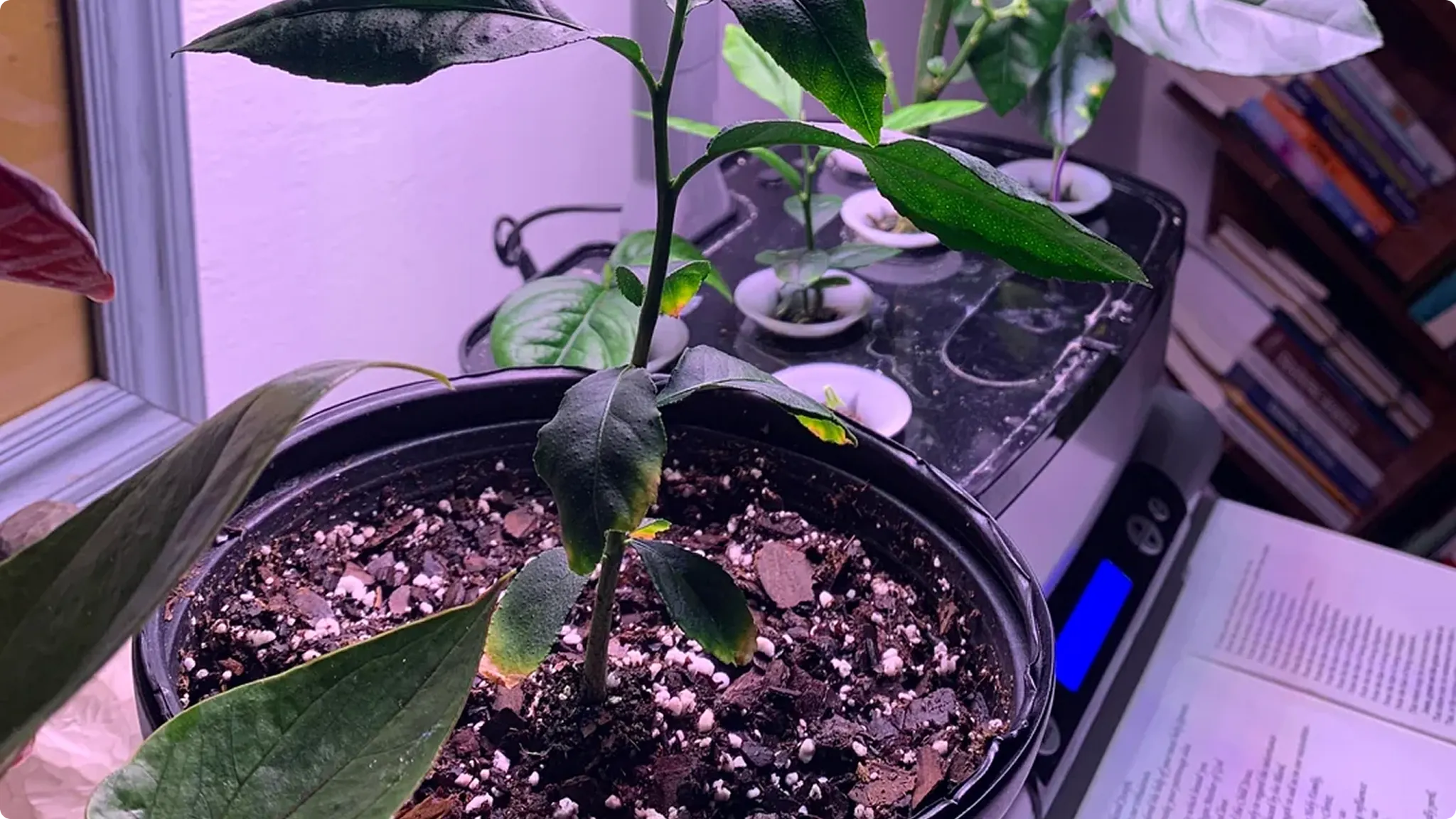 Top-down view of potted green indoor plants growing under an artificial grow light.