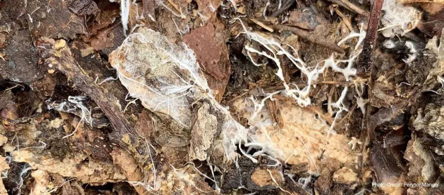 Organic ingredients such as leaves, straw, and sticks - Photo Credit: PerytonMango