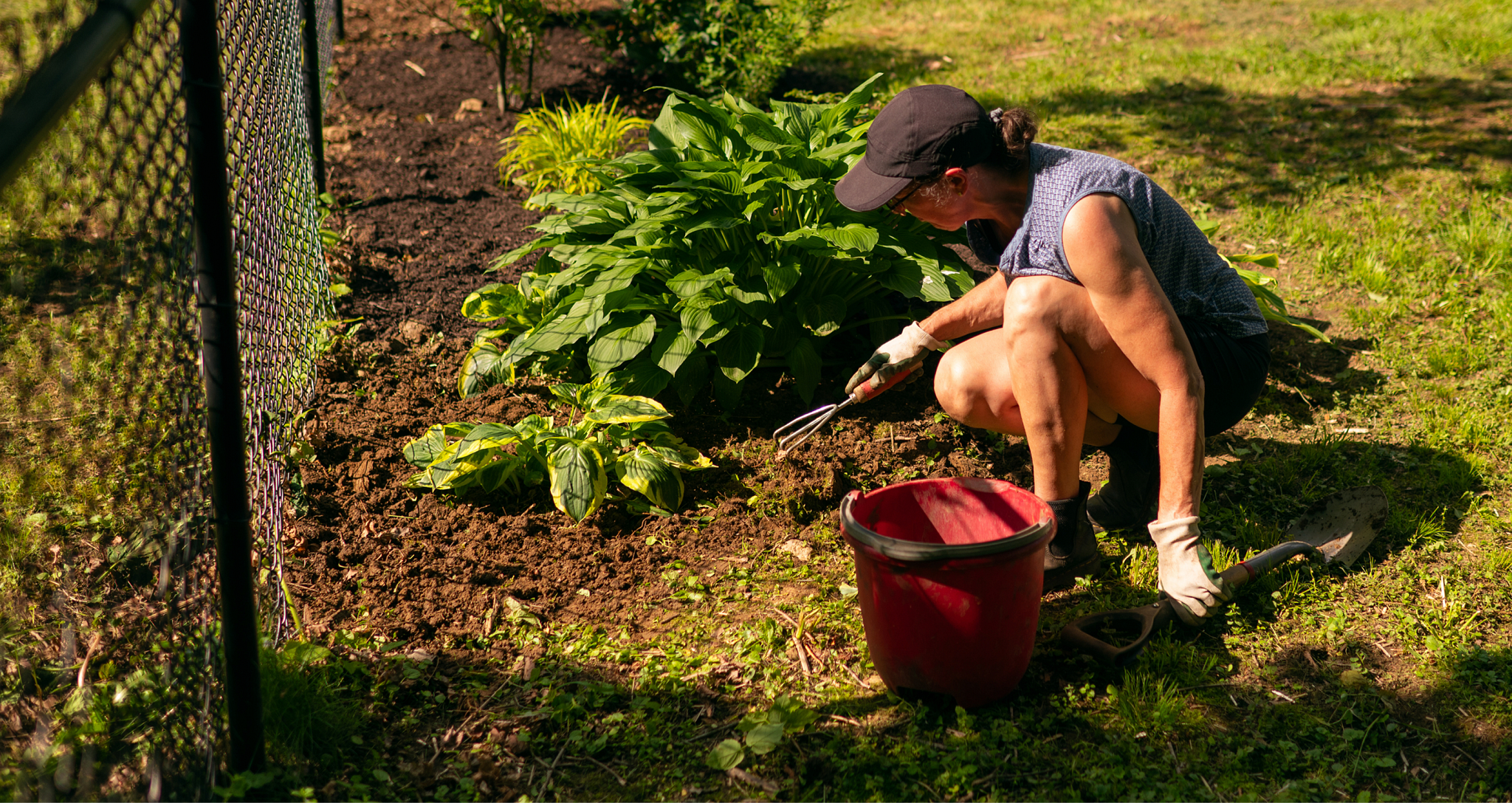 A gardener wearing work gloves and a visor hat crouching in a soil garden bed while using a hand cultivator tool near hosta plants and a garden bucket.