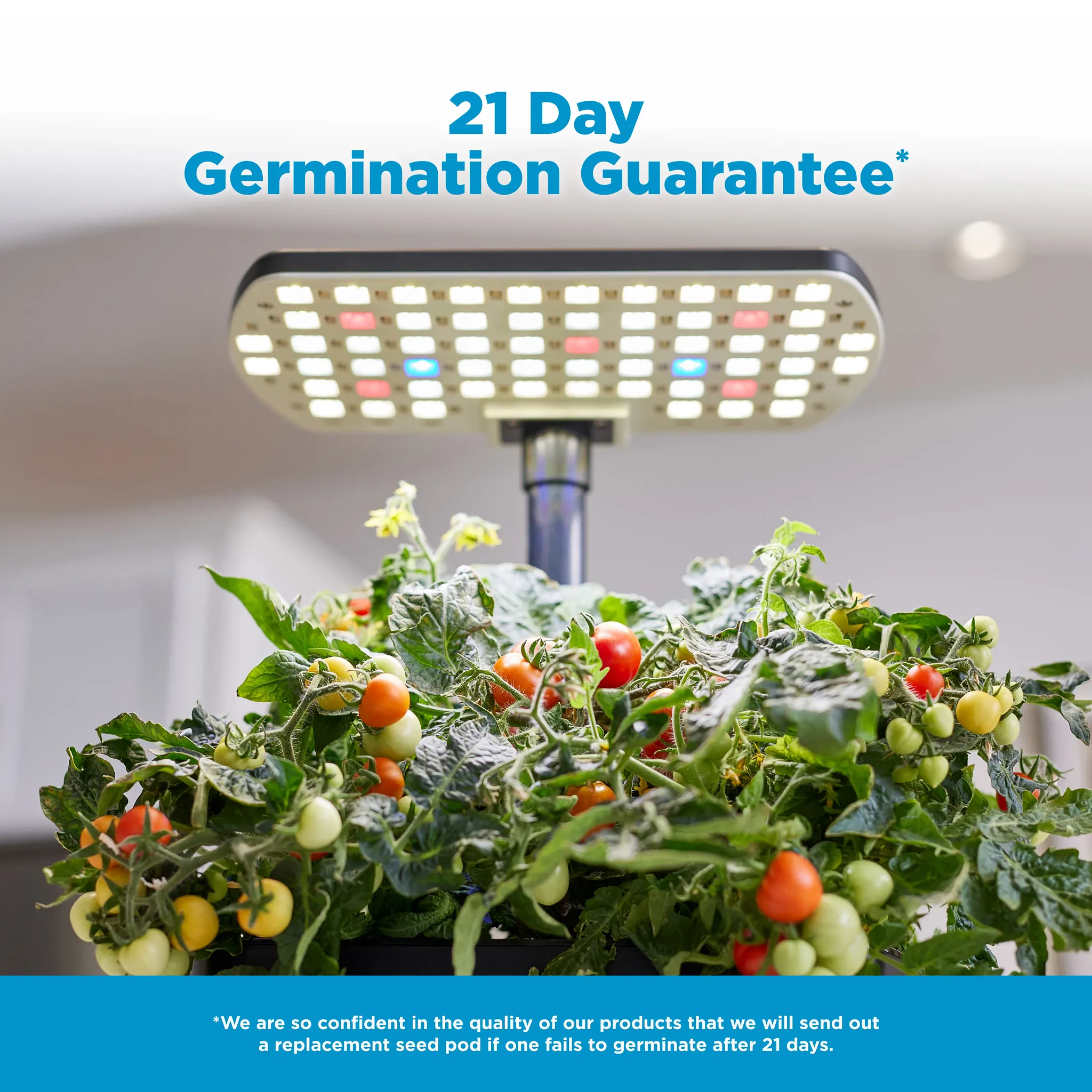 Harvest Lite - Thumbnail 5