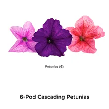 AeroGarden Cascading Petunias Seed Pod Kit image number null