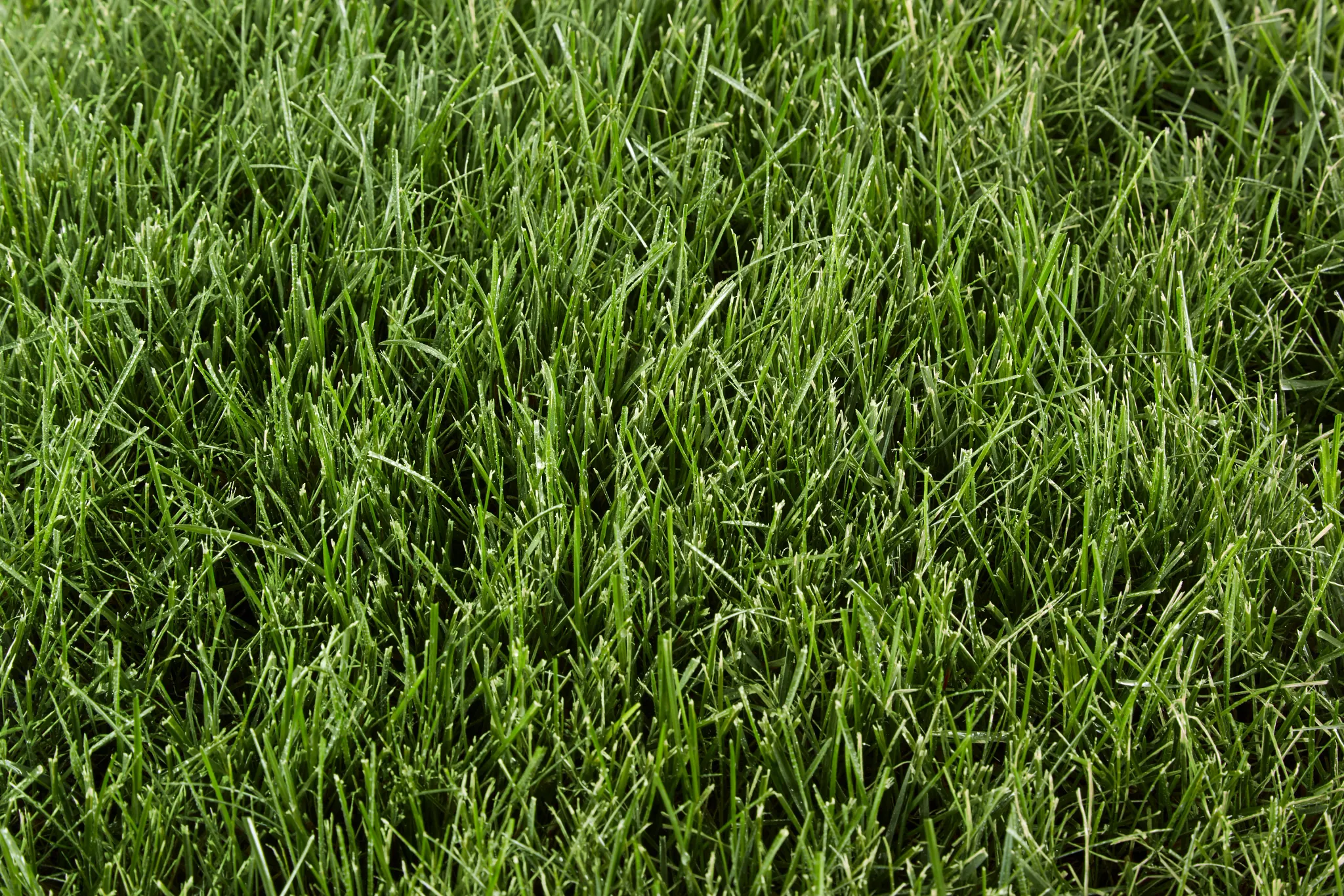 Close-up of a Sun & Shade lawn with bluegrass, ryegrass, and fine fescues
