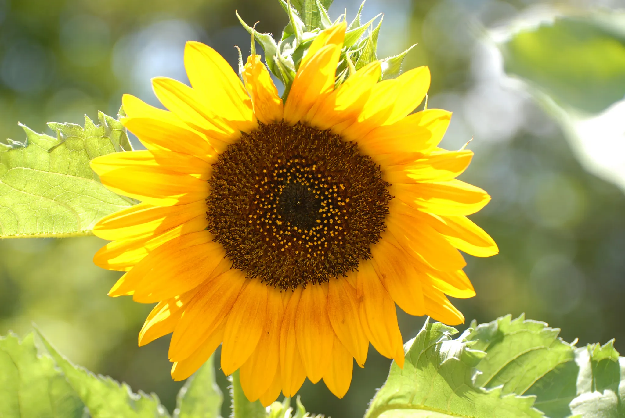 Backlit yellow sunflower in the garden