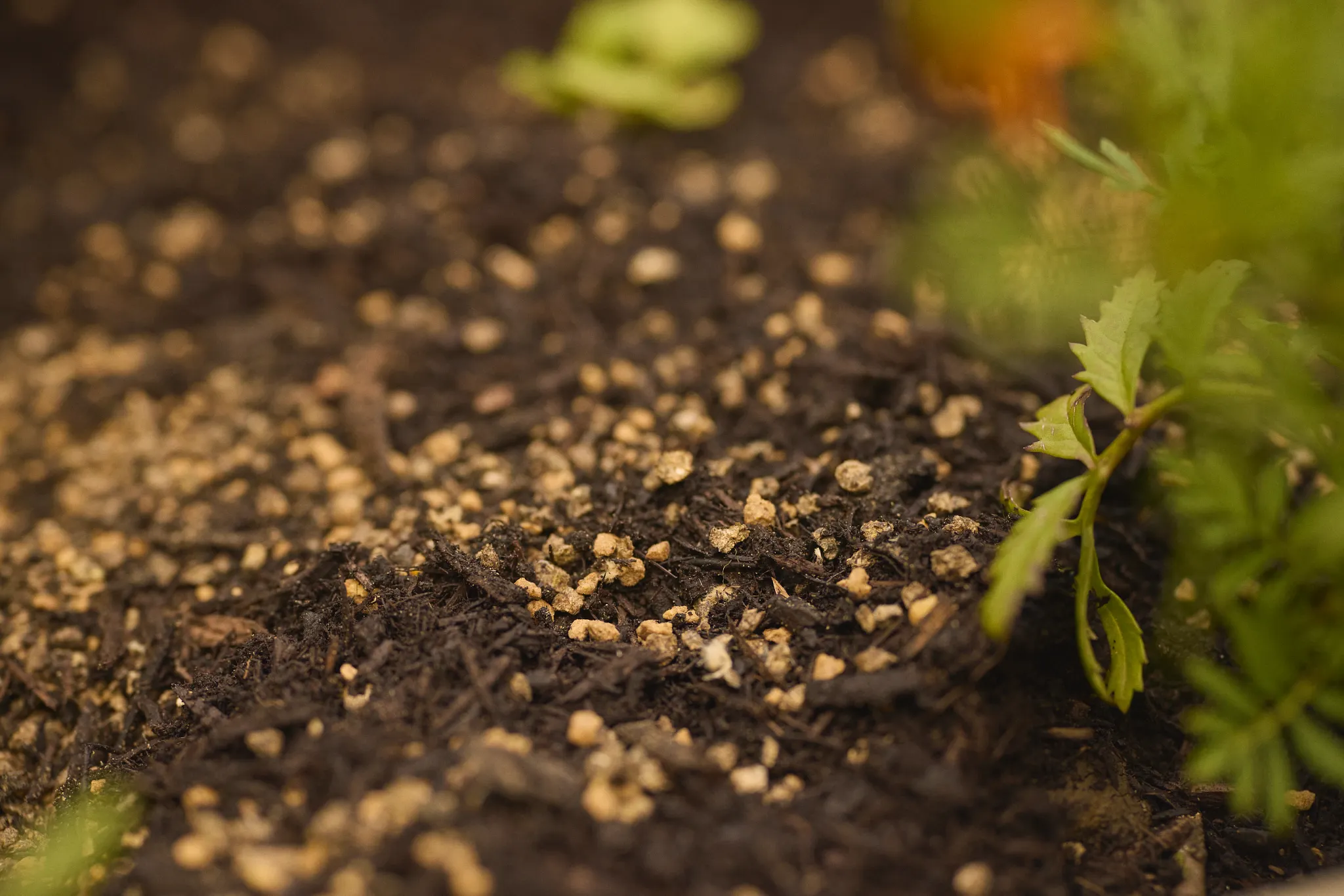 Is Miracle-Gro Safe for Vegetable Gardens? Cleared Up 