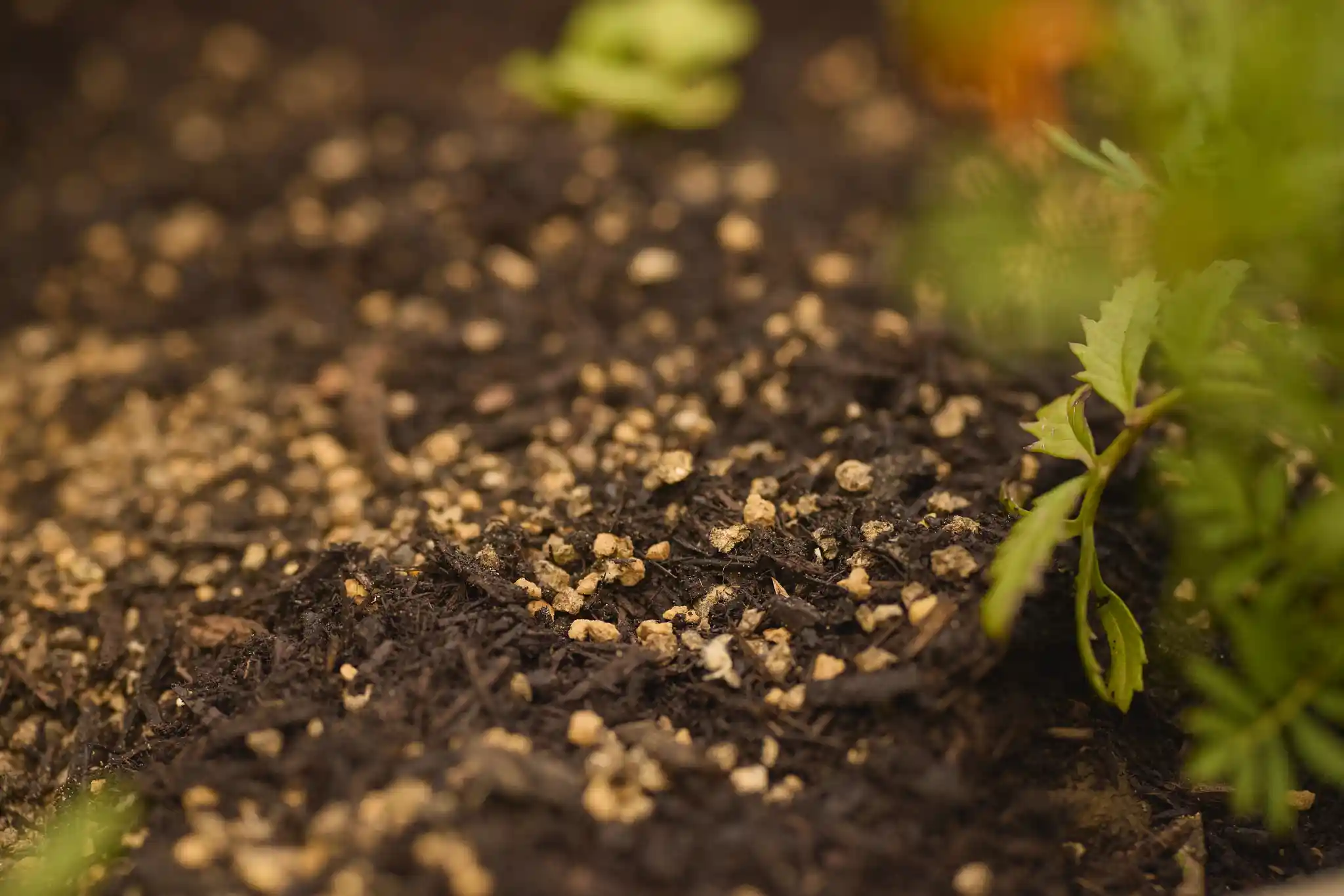 Is Miracle-Gro Safe for Vegetable Gardens? Cleared Up