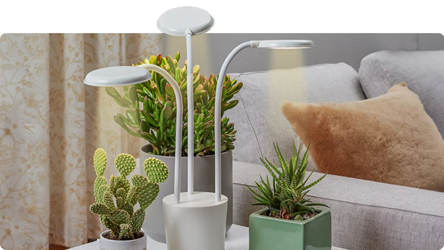 A three-head LED grow light illuminating potted cacti and succulents indoors in a living room setting.