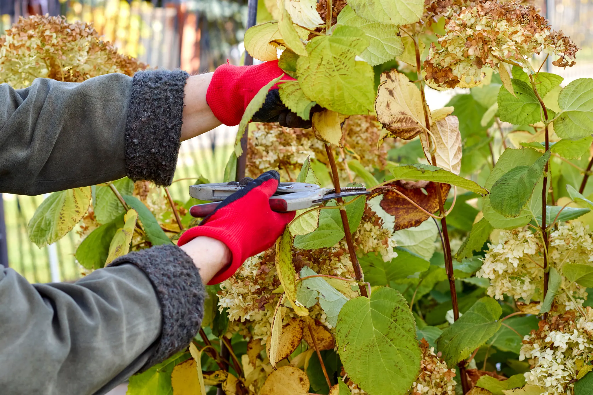 Pruning a hydrangea bush in the garden. Gloved hands and secateurs. Autumn work in the garden.