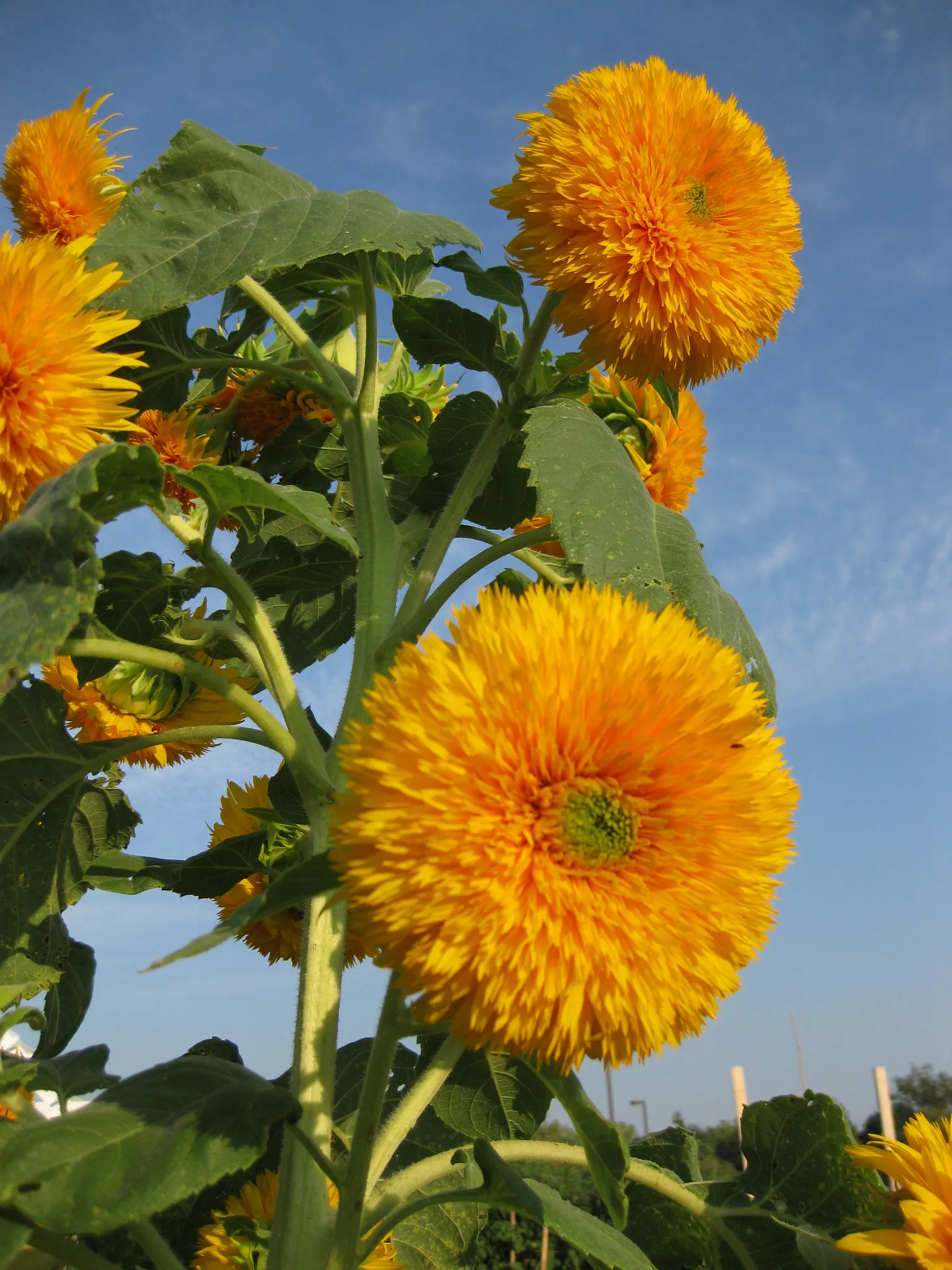 Teddy Bear sunflowers blooming in the garden