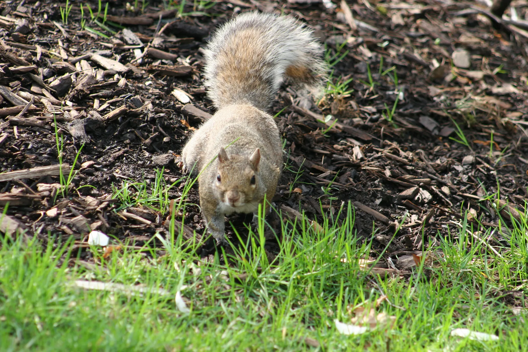 squirrel in a mulched garden bed