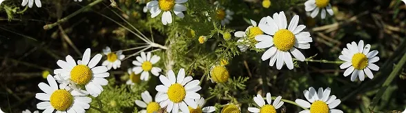Chamomile