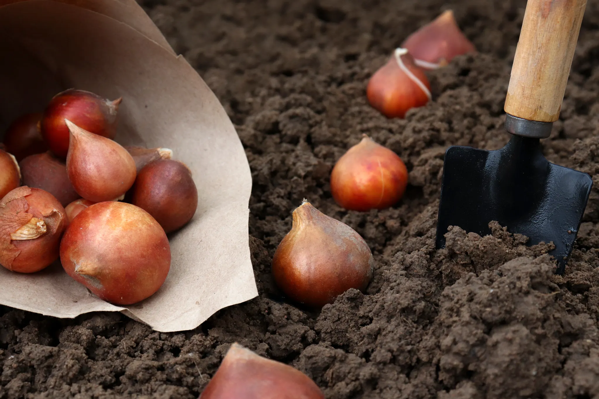 Planting tulip bulbs in the ground in the fall in your garden.