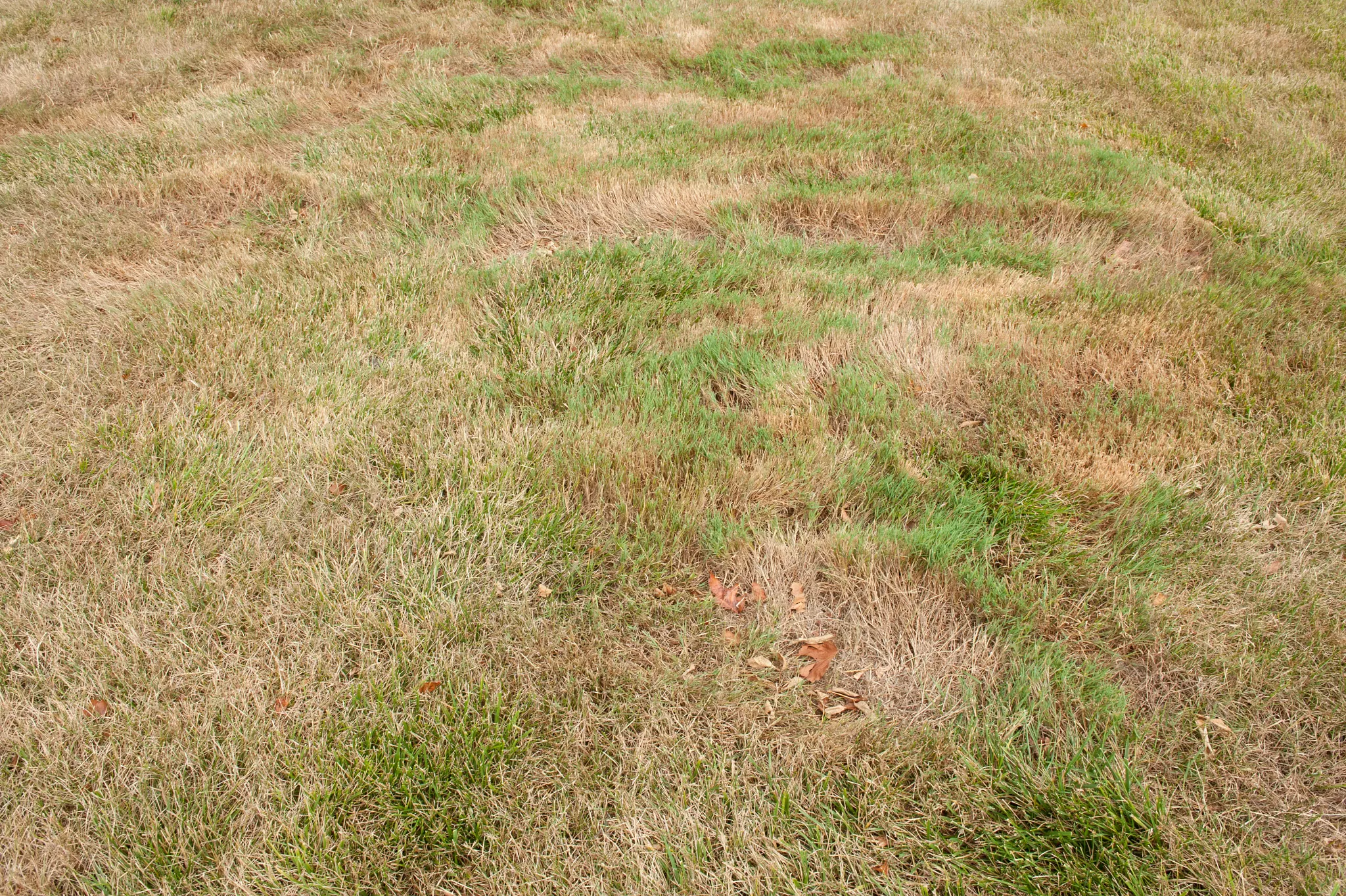 Scotts Campus Park drought damage to grass