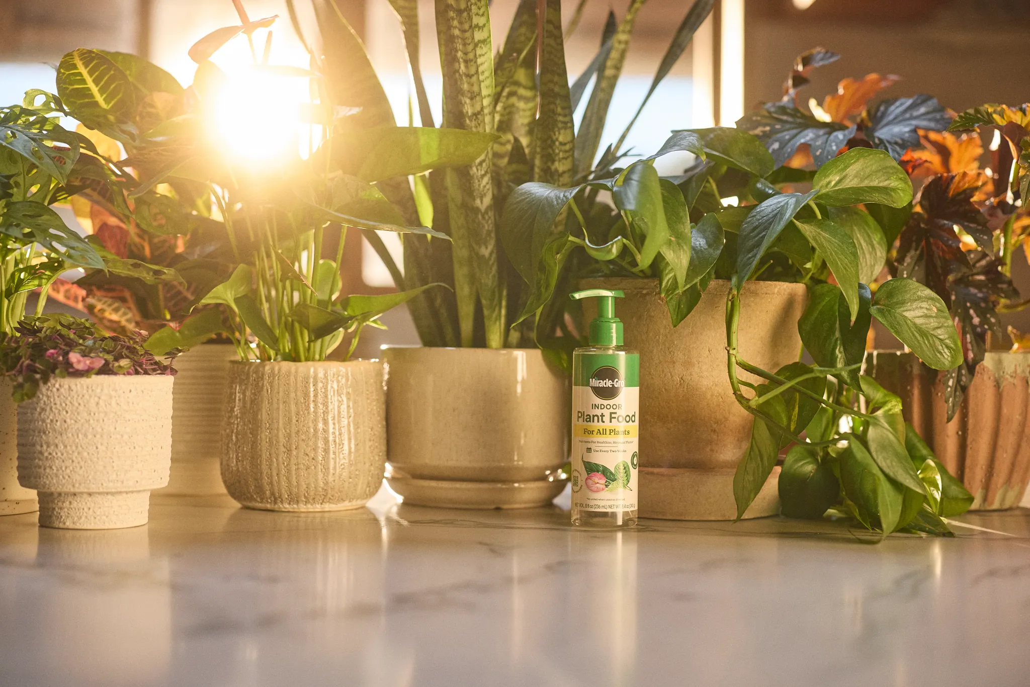 Houseplants with plant food