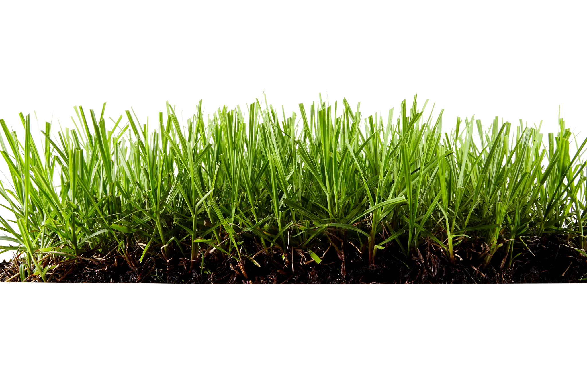 A side cut-away view of a bahiagrass lawn