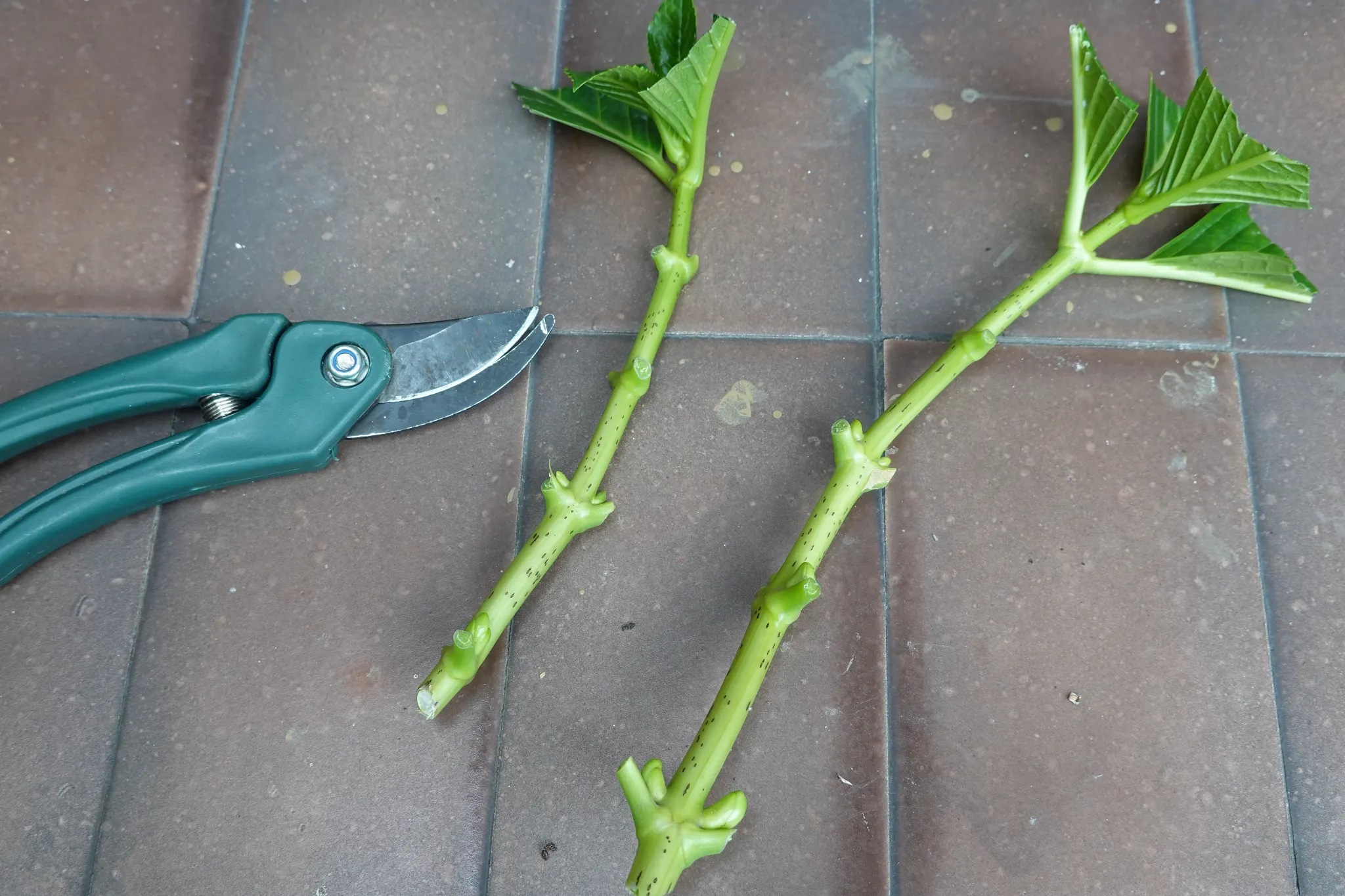 Hydrangea stems lying on a tiled surface, prepared for propagation, accompanied by pruning shears