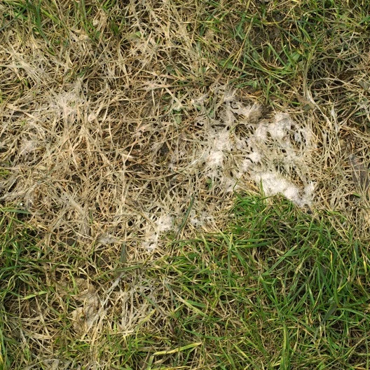 snow mold