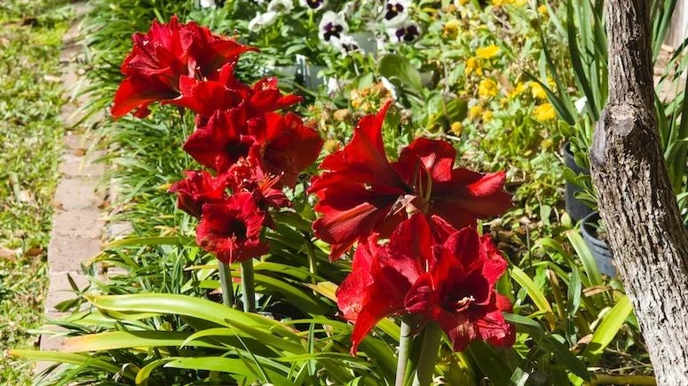 How to Care for Amaryllis | ScottsMiracle-Gro US