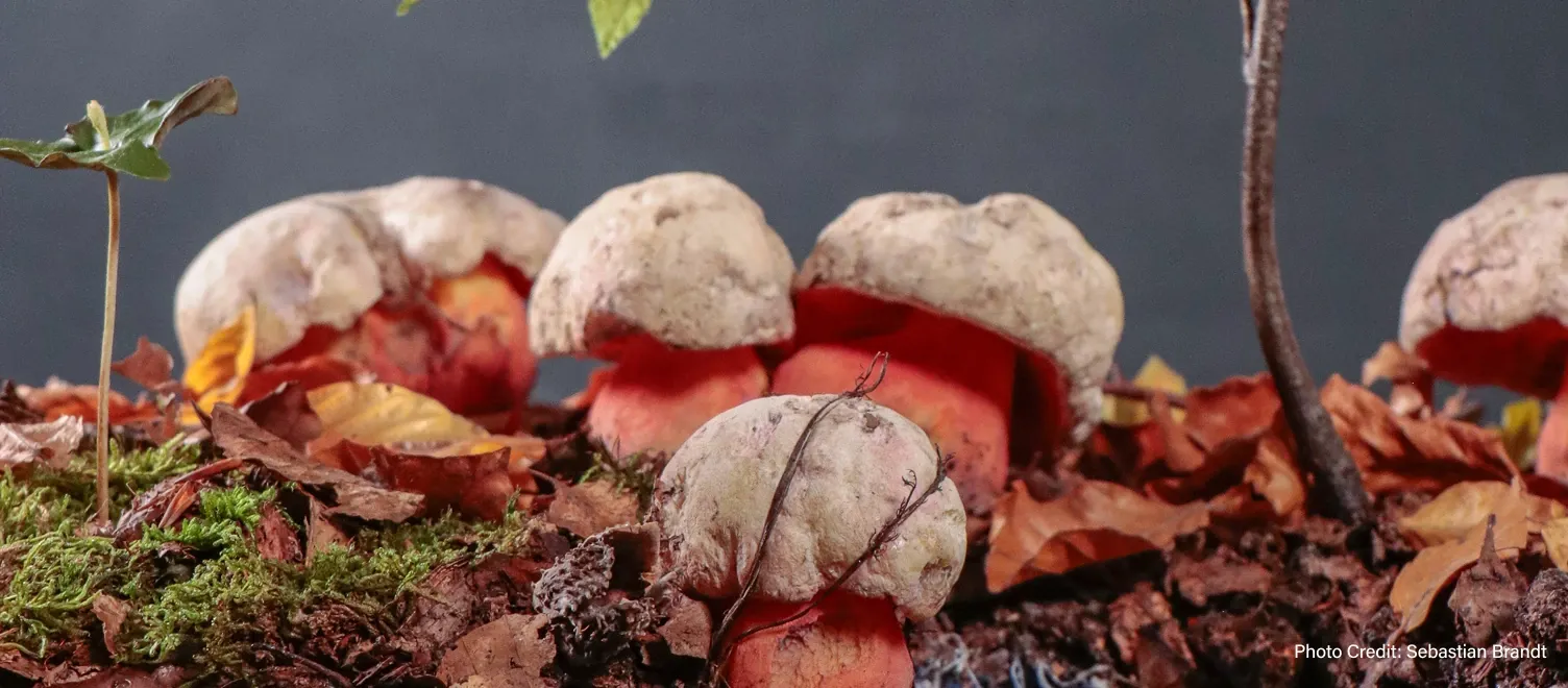 Image of Mycorrhizae - Photo Credit: Sebastian Brandt