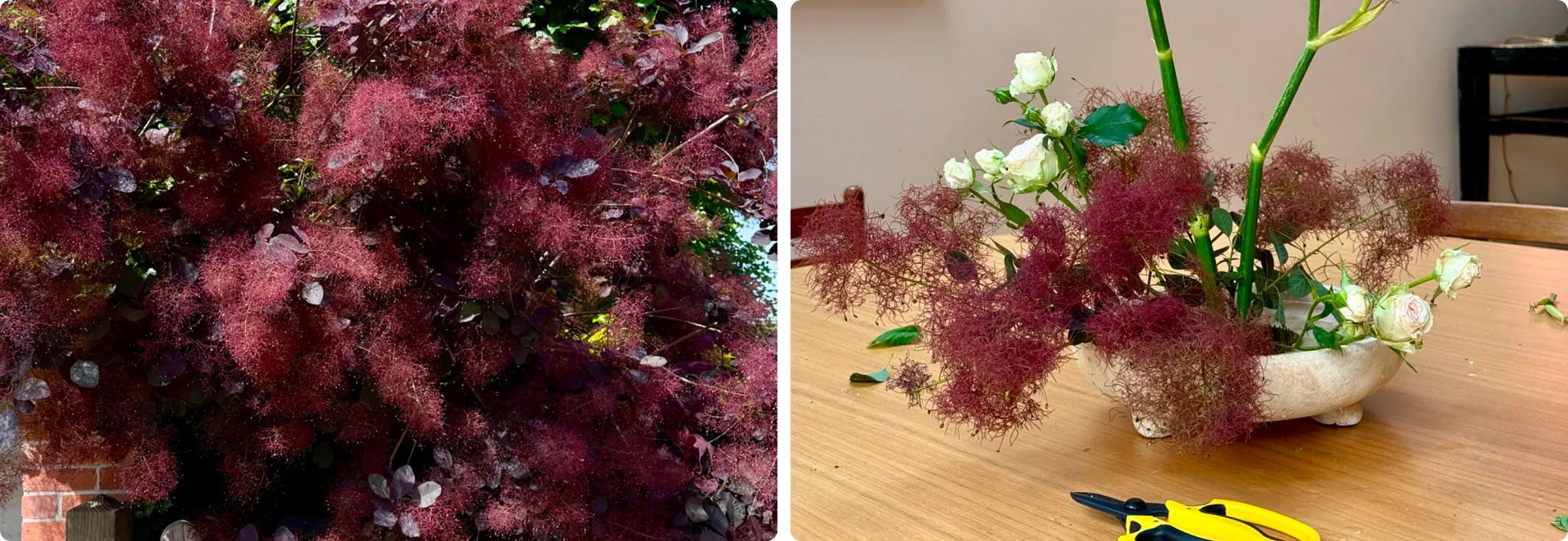 A side-by-side view showing a dark red smokebush plant on the left and a floral arrangement with white roses and green stems in a shallow vessel on the right, accompanied by text titled 'Sidestep this rookie mistake.