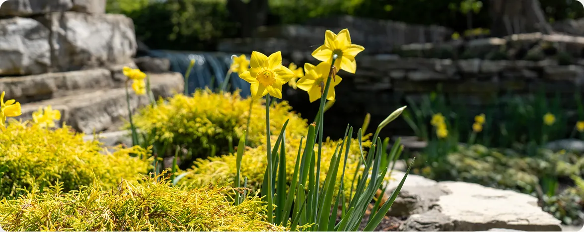 Yellow daffodils blooming in a stone garden with a waterfall and rocks on the ScottsMiracle-Gro campus. Overlay text: "Bring Your Cameras... Show up any day you want... and it's got to look good. And thanks to his team's work, Marysville always does."