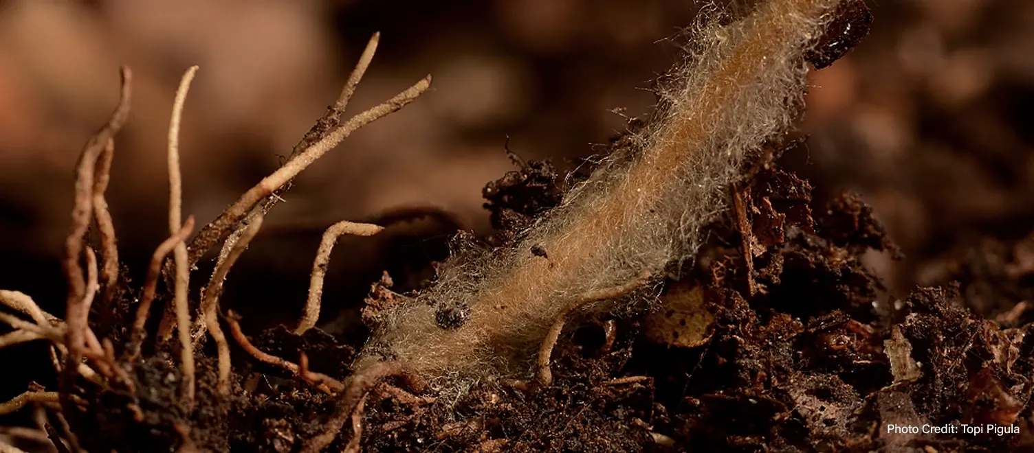 Organic material - Photo Credit: Topi Pigula
