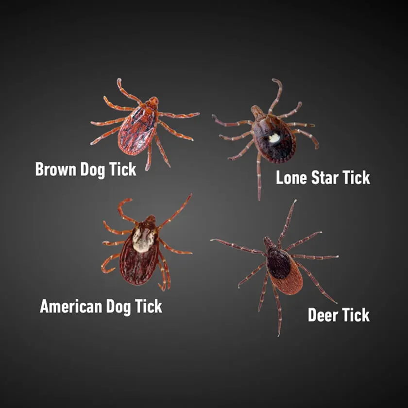 Image of 4 tick types: Brown dog tick, Lone Star tick, American Dog Tick, Deer tick
