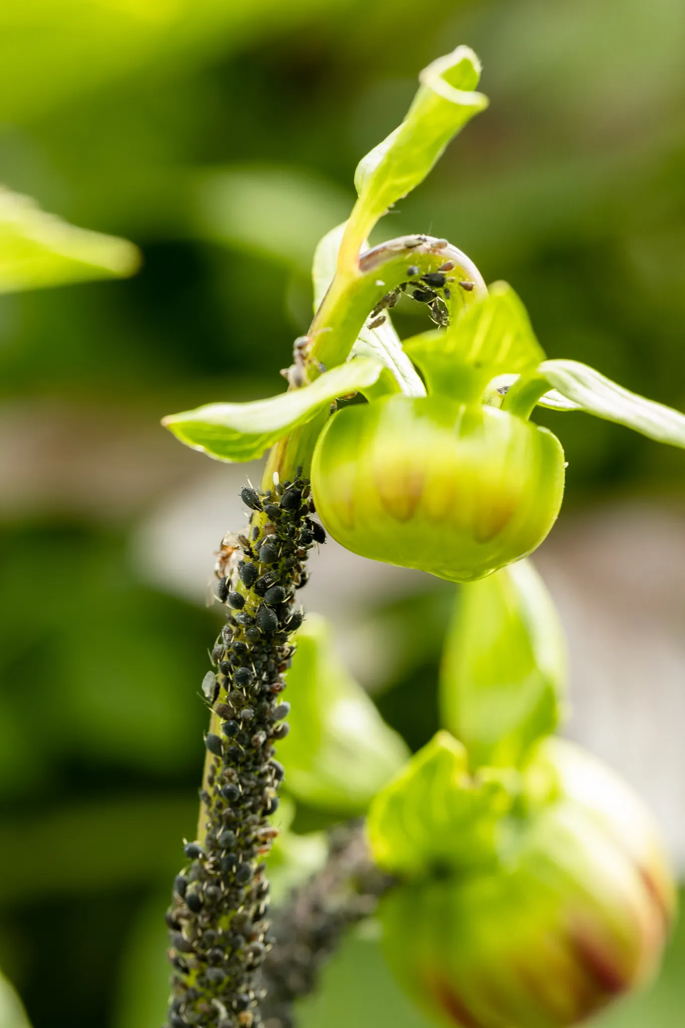 Aphids on dahlia flower stem