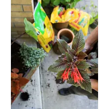 Potting Mix image number null