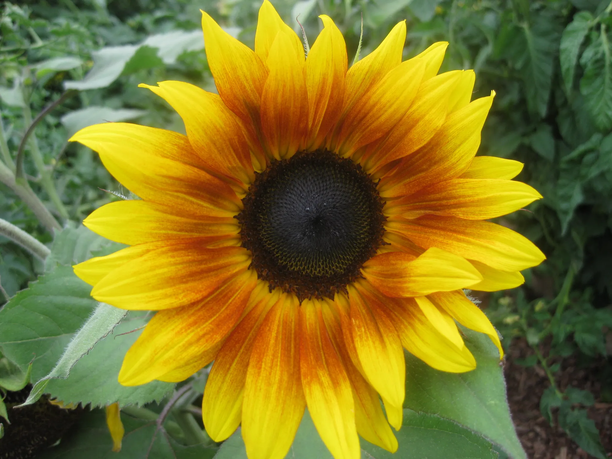yellow and orange bi-color sunflower