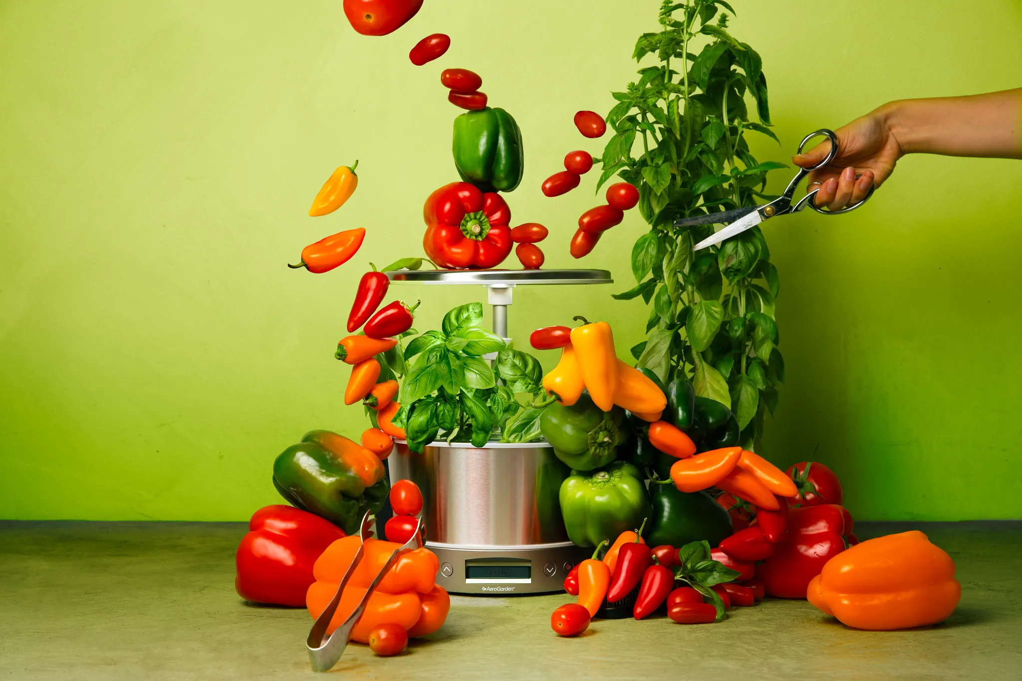 Aerogarden unit with grape tomatoes, bell peppers, snacking peppers, and basil with a hand holding a pair of scissors