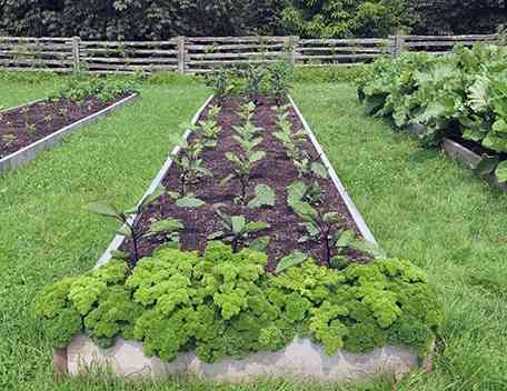 Planting plans and spacing