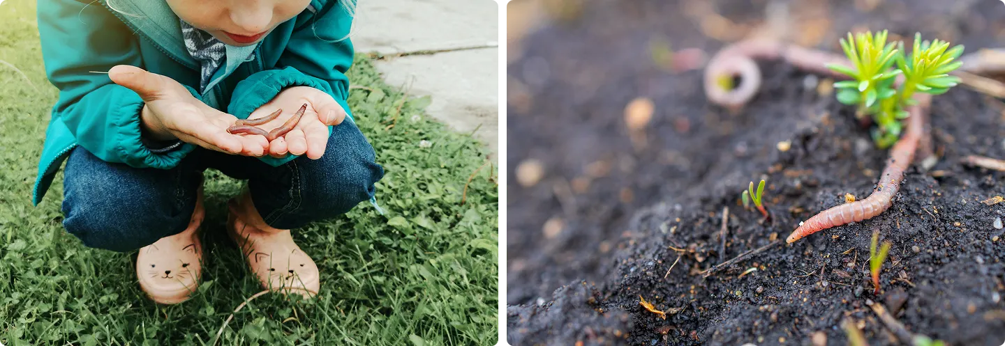 A two-panel image: On the left, a young child in a teal jacket and cat-faced boots crouches on the grass holding earthworms in their open palms. On the right, a macro close-up shows an earthworm crawling through dark, moist soil next to a small green sprout.