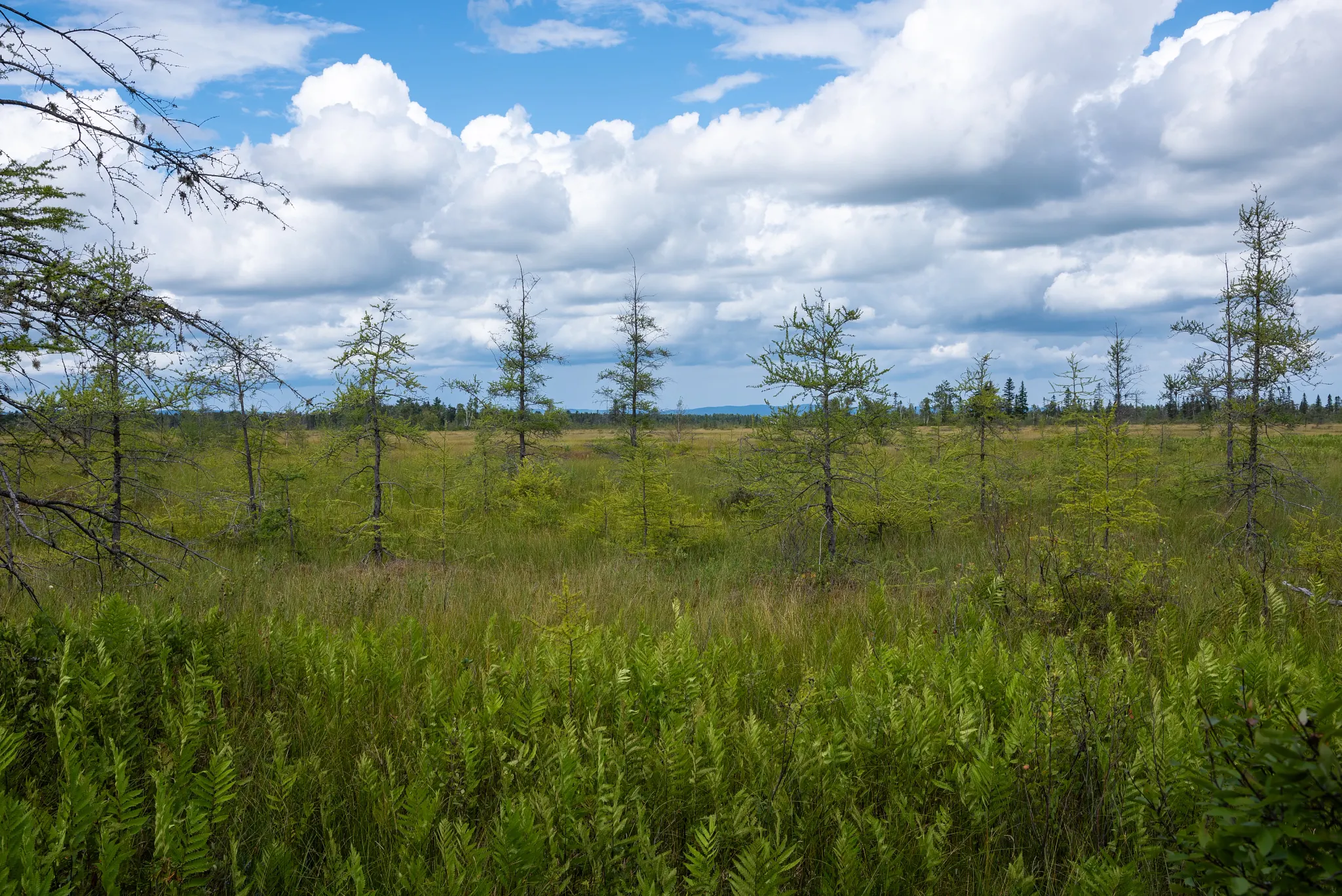 Saint-Narcisse peat bog natural park (Saint-Narcisse, Quebec, Canada)