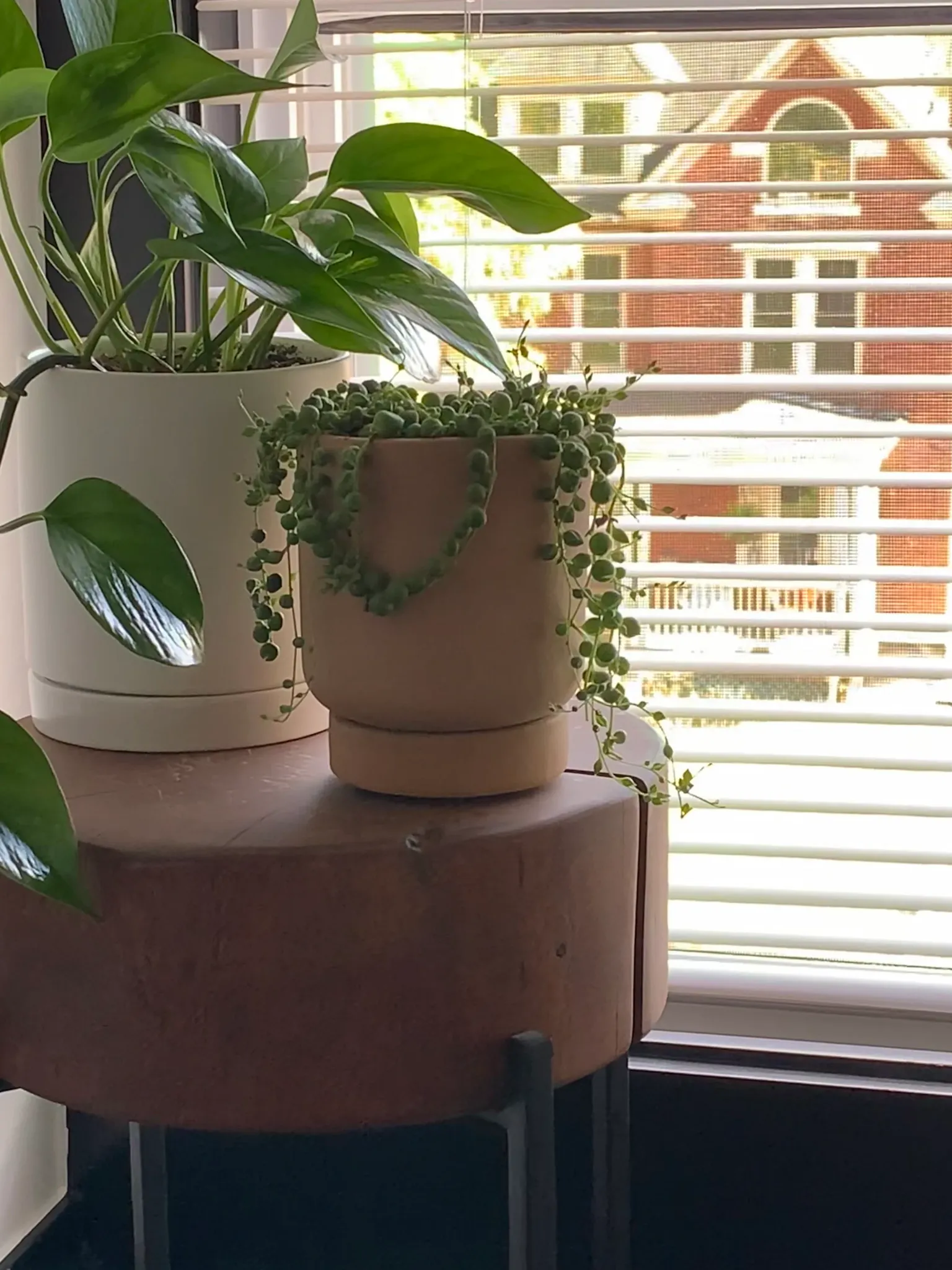 Leaves & Growing Environment