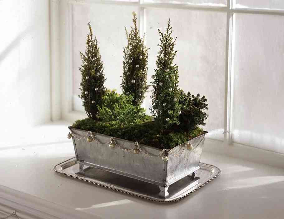 Mini Tree Jones Tiny Trees | ScottsMiracle-Gro US