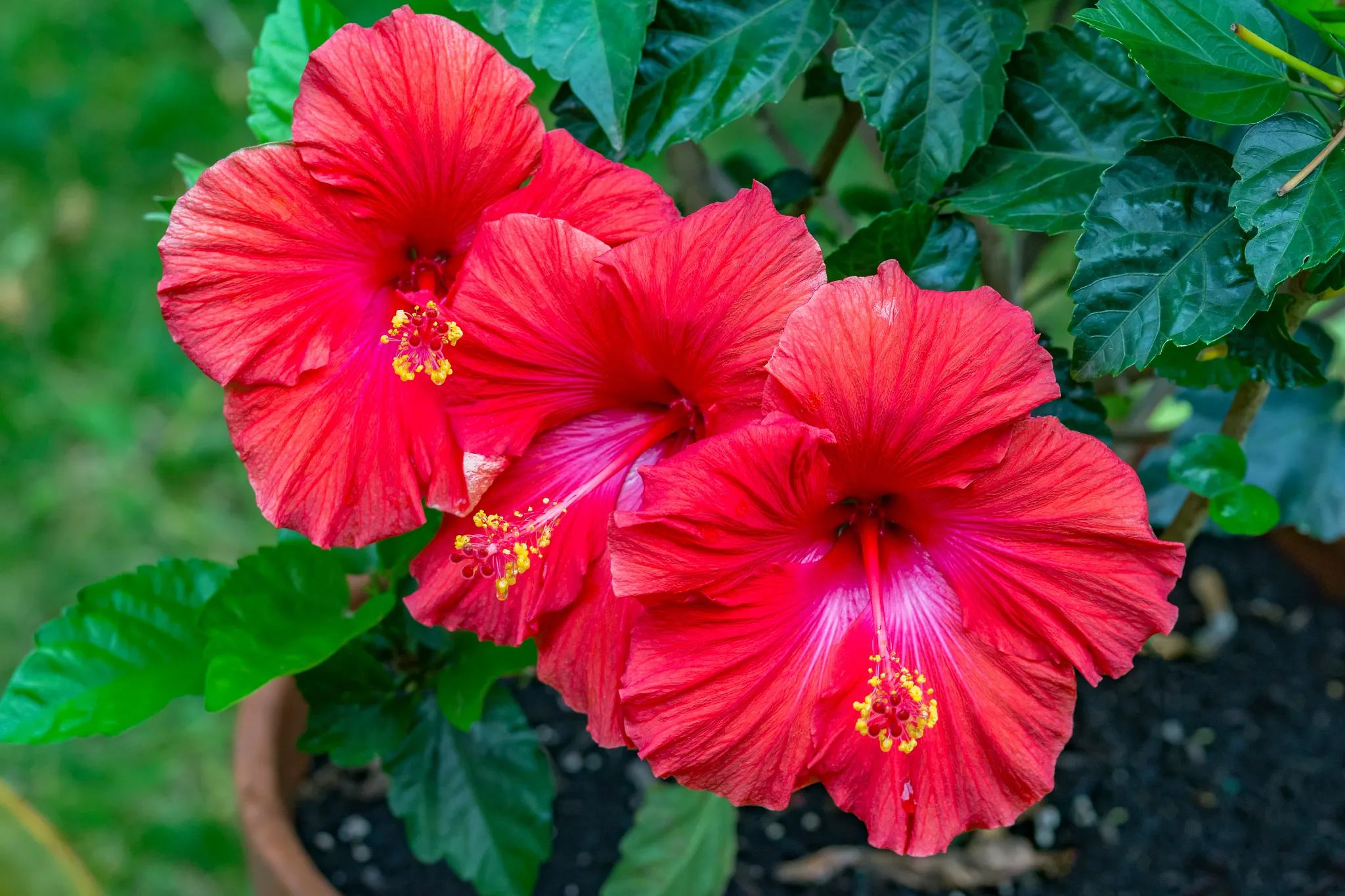 Trio of vibrant red hibiscus flowers with bright yellow stigma growing in garden pot with rich soil and green leaves surrounding.