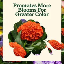 Miracle-Gro&reg; LiquaFeed All Purpose Plant Food Advance Starter&reg; Kit and Bloom Booster Flower Food Bundle image number null