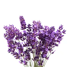 AeroGarden Lots of Lavender Seed Pod Kit image number null
