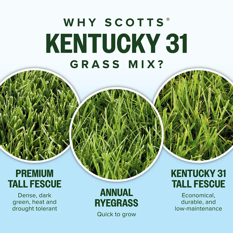 Scotts Kentucky 31 Grass Seed Mix image number 3.0