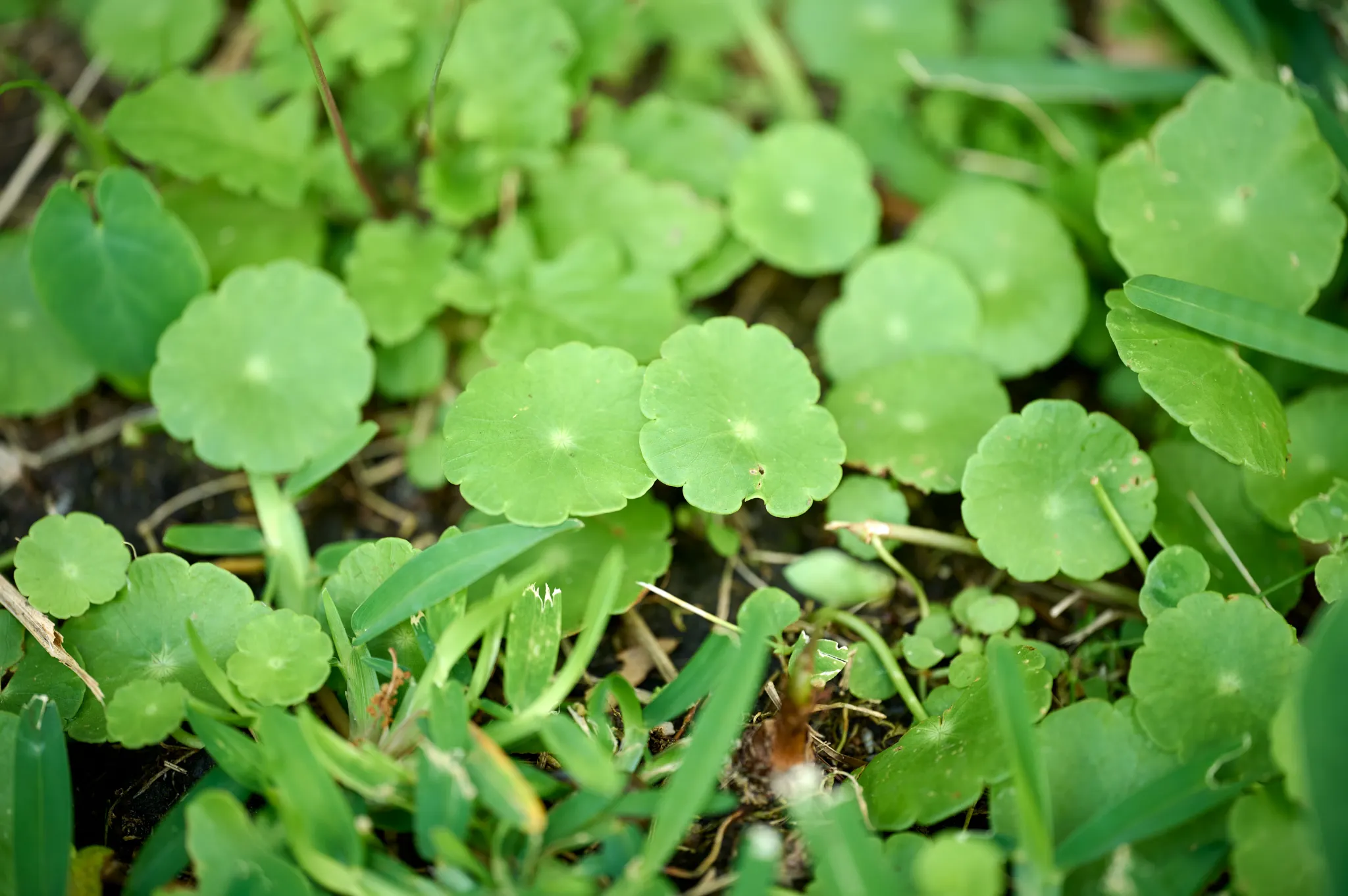 Dollarweed growing in a St. Augustine lawn.