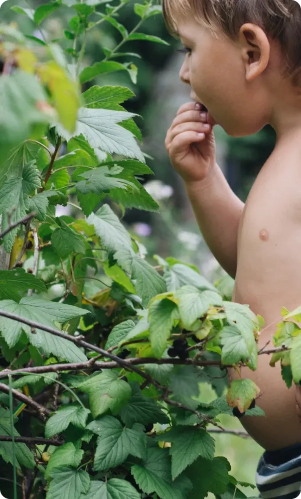 A young toddler picking berries off a vine and eating them. 