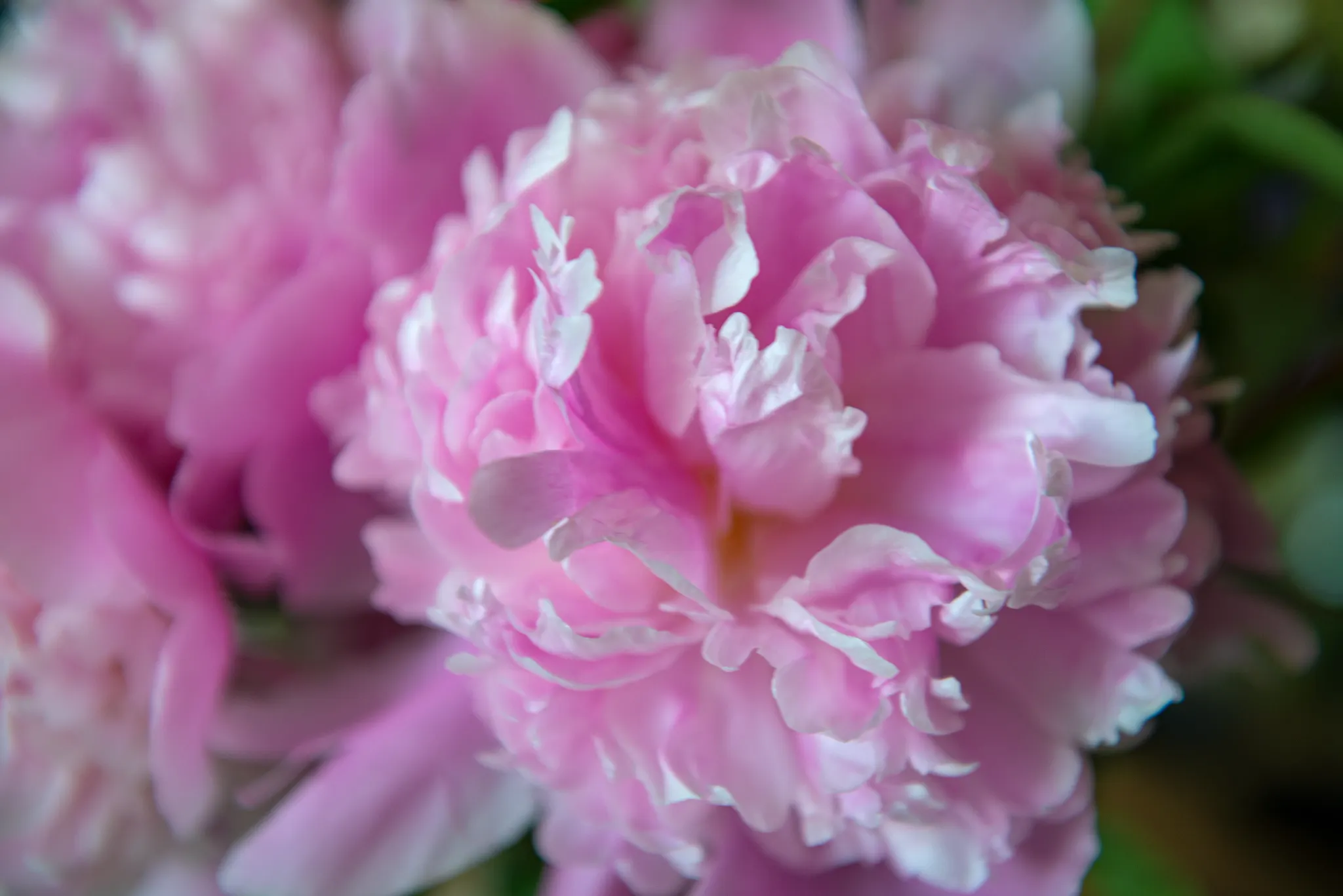peony beauty shot